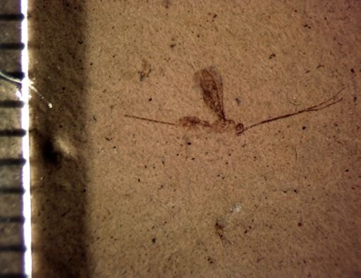 undet. Ichneumonoidea