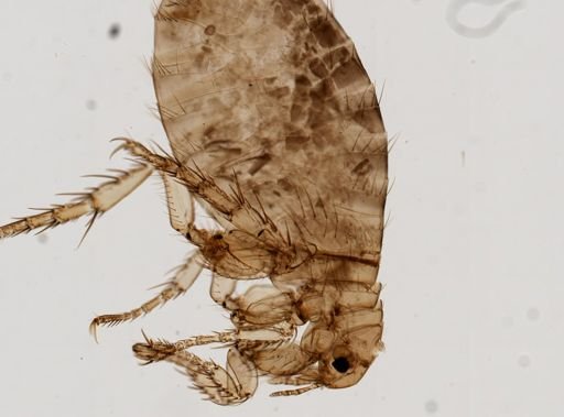 Pulex irritans