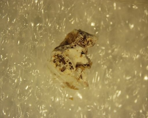 Eopelobates grandis
