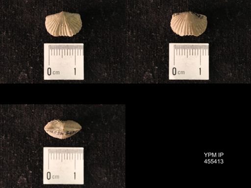 Platystrophia morrowensis