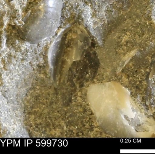 Protocardia subquadrata
