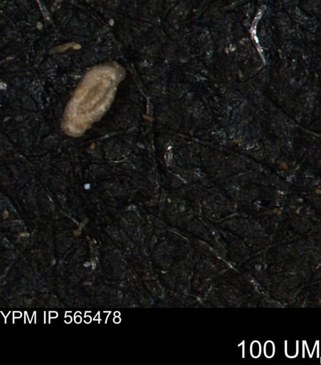Miliammina ischnia