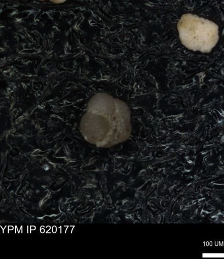 undet. Foraminiferida