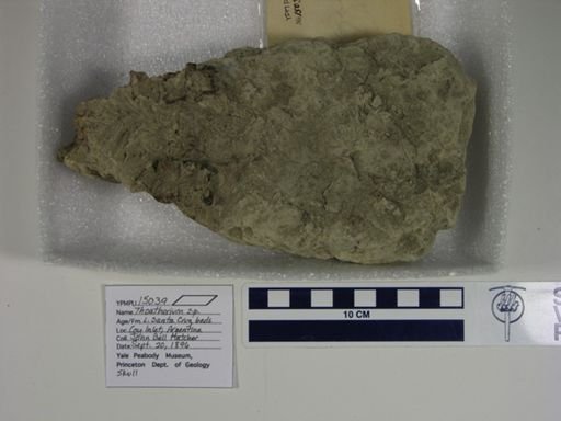 Thoatherium sp.