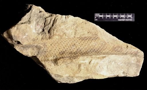 Lepidodendron sp.