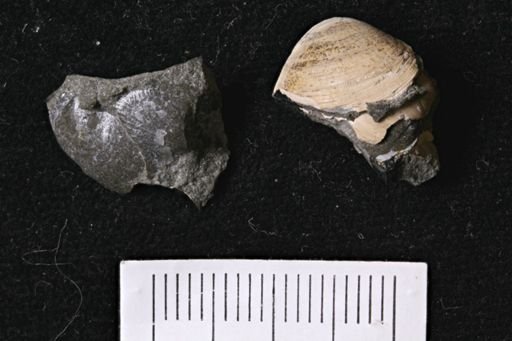 Oxytoma (Hypoxytoma) sp.