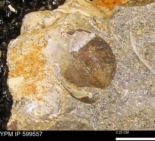 Protocardia subquadrata