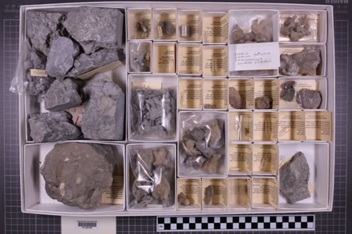 mixed taxa, stratigraphic collection