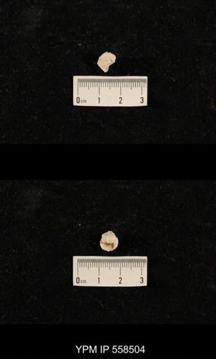 Derbyia sp.