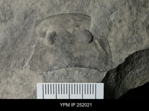 Eurypterus sp.