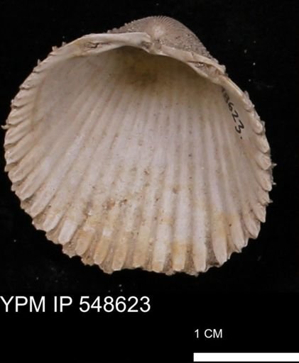 Trachycardium emmonsi