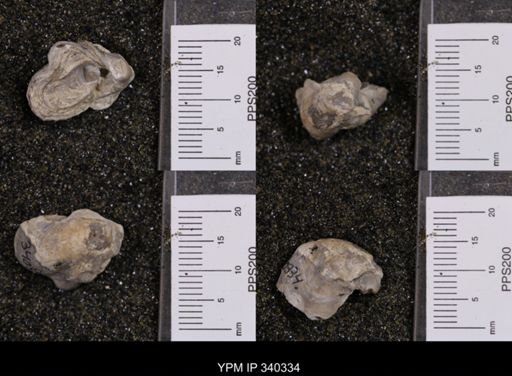 Gryphaea marcoui