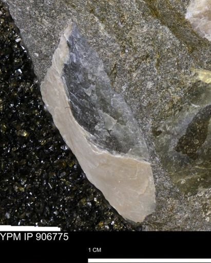 Pseudoptera sp.