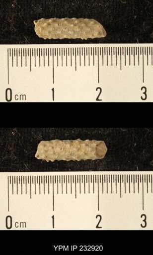 Archaeocidaris sp.