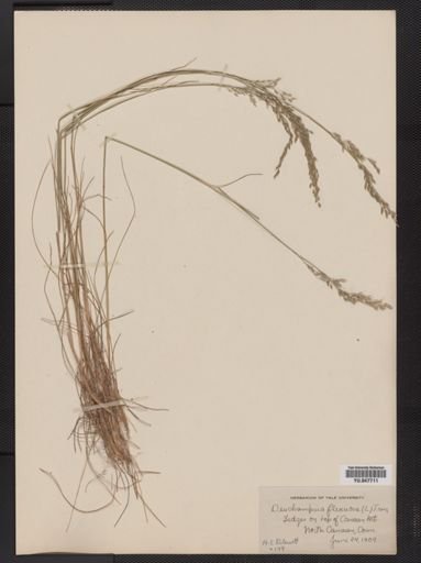 Deschampsia flexuosa