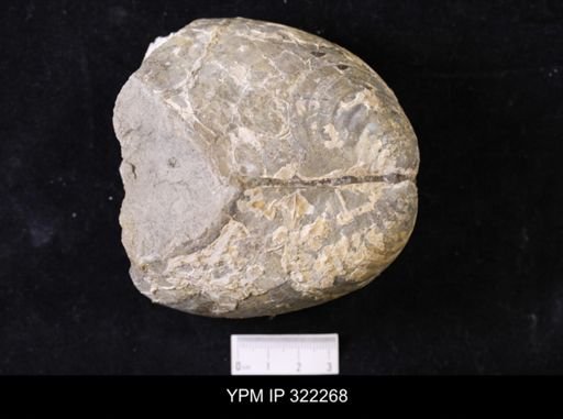Inoceramus sp.