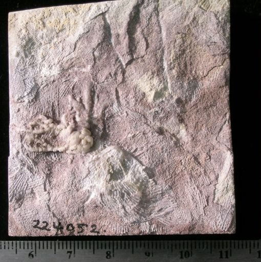 Antiquaster sp.