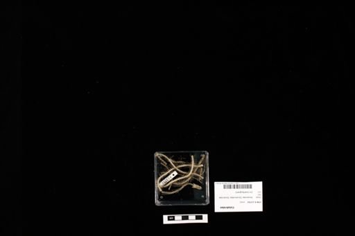 Colubridae