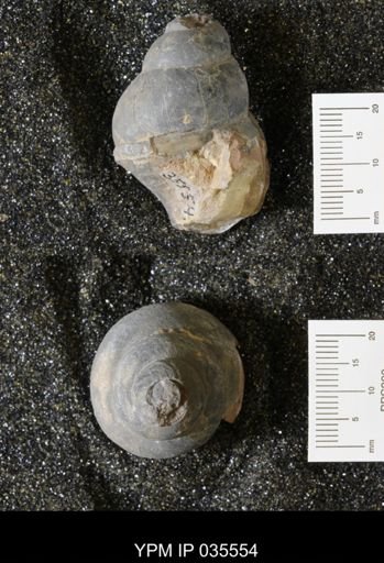 Campeloma harlowtonensis