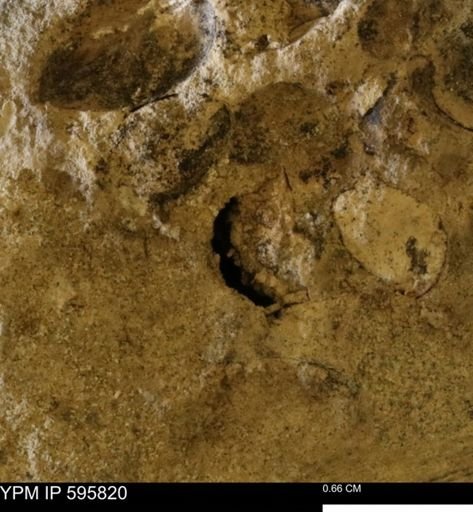Protocardia sp.