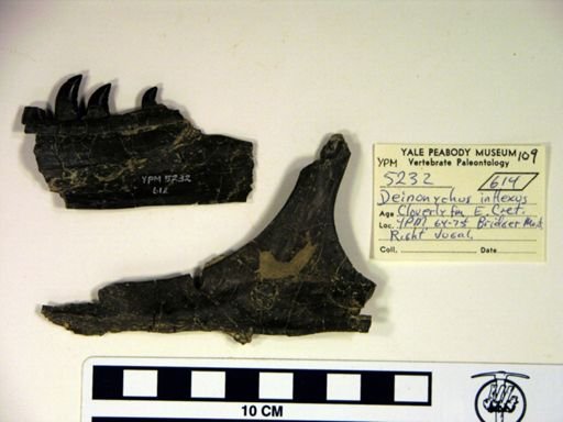 Deinonychus antirrhopus