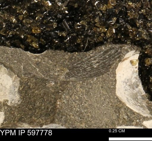 Oxytoma (Hypoxytoma) nebrascana