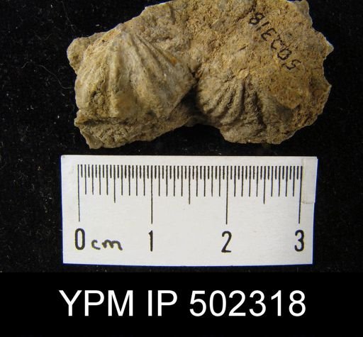 Spiriferina campestris?