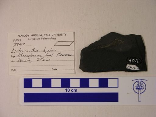 Listracanthus hystrix