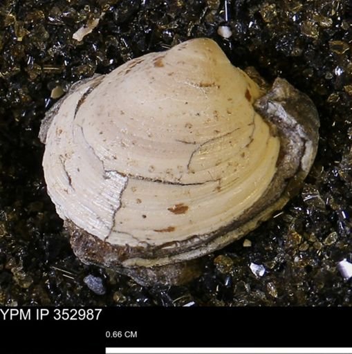 Limopsis striatopunctatus