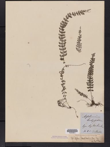 Asplenium