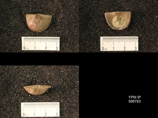 Strophomena planumbona