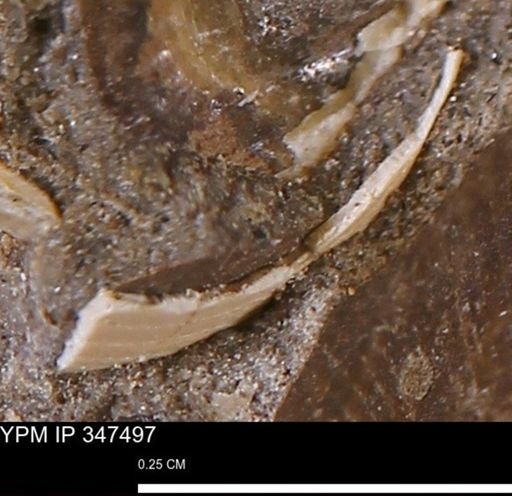 undet. Bivalvia