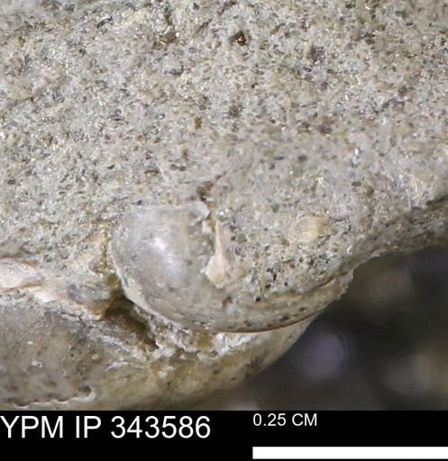 undet. Gastropoda