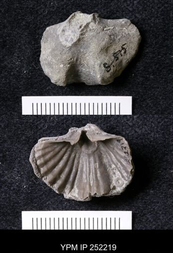 Platystrophia laticosta