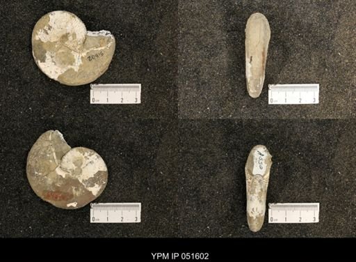 Hoploscaphites nicolletii