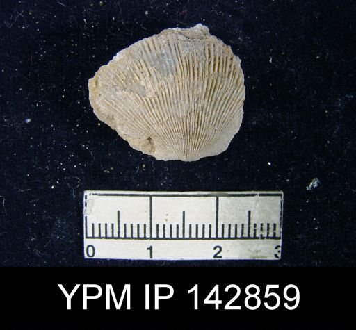 Derbyia grandis