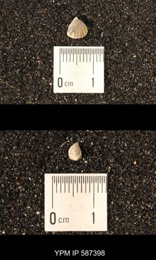 Camarotoechia whitei
