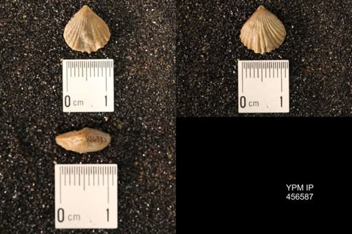 Rhynchonella dentata