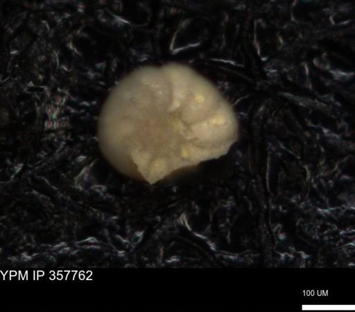 undet. Foraminiferida
