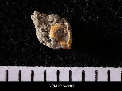 undet. Gastropoda