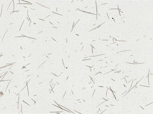 Halichondria
