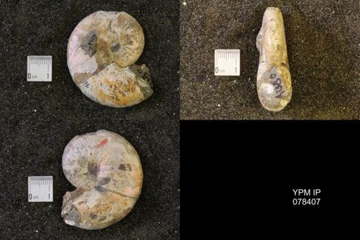 Hoploscaphites nicolletii