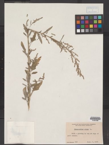 Chenopodium album