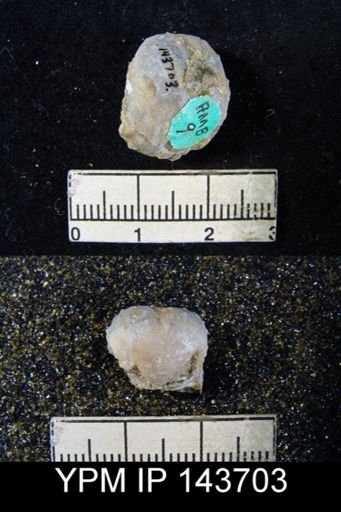 Marginifera ovalis
