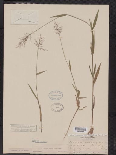 Panicum lanuginosum