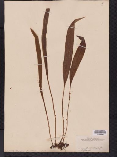 Elaphoglossum