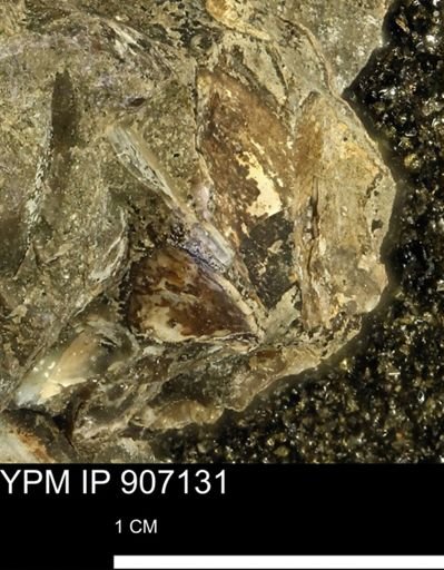 undet. Bivalvia