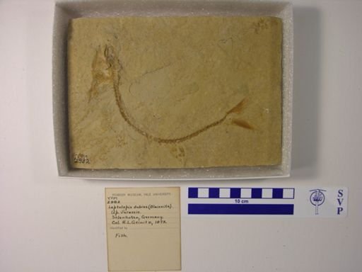 Leptolepis dubius
