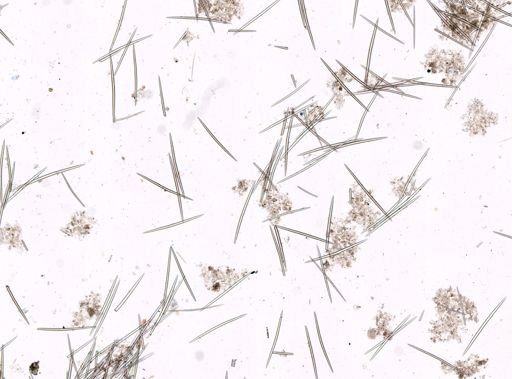 Halichondrida