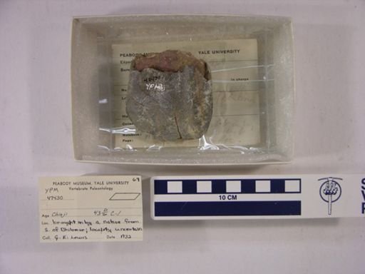 Rhinocerotidae